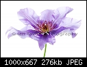 Stylish floral greetings cards-clematis-4-re-mg4f2444-low-res-copyright.jpg
