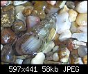 Malaysian Trumpet Snails  (Melanoides tuberculata)-mts-gravel.jpg