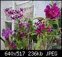Patio Purples-patio-purple-passion-dsc02493.jpg