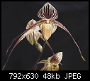 Paph St. Swithin-paphstswithin.jpg