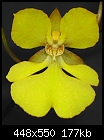 Onc.onustum - flower-onconustum.jpg