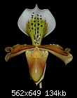 Species 3 - Paph.gratrixianum-gratrixianum.jpg