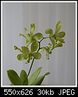 Dendrobium anching Lubac-den-anching-lubac-34-02605.jpg