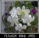 Dendrobium Emma White-den-emma-white-546-02608.jpg