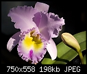A first bloom for me - blcpamelahetherington'coronation'.jpg (1/1) [199K]-blcpamelahetheringtoncoronation.jpg
