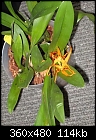What is this?-unknown-orchid-004.jpg