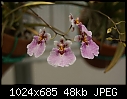 Tolumnia in bloom-tolumnia-littlechickadee-x-mistypink-1501-03151.jpg