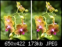 Phal noid - X-Eye Stereo - Phalaenopsis - xeye.jpg (1/1) [173K]-phalaenopsis-xeye.jpg