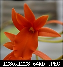 -lc-hybrid-fire-x-orangefused-1000-03139.jpg