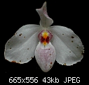 Old, beat-up Paph.delenatii with a twist-delenatiiold.jpg