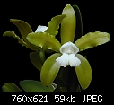 Cattleya guttata alba - worth the wait!-guttataalbaorchidcourt.jpg