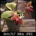 Phalaenopsis cross-phal-super-stupid-x-amboinensis-422-00143.jpg