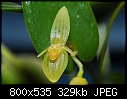 Pleurothallis rainforest orchid-dsc_8385_pleurothallis_spec.jpg