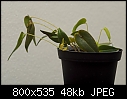 Pleurothallis rainforest orchid-dsc_8390_pleurothallis_spec1.jpg