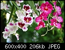 Miltonias orchids-miltonias_1.jpg