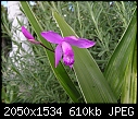outdoor orchid (1/1)-p6170119.jpg