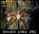 Odontoglossum hallii xanthoglossum 1-odontoglossum-hallii-xanthoglossum-3.jpg