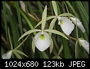 Brassavola tuberculata - Lovely full oval lip-brassavola-tuberculata.jpg