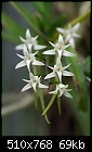 Cyrtorchis praetermissa - stunning white star-shaped flowers-cyrtorchis-praetermissa-2.jpg