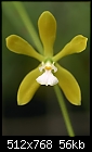 Encyclia tampensis v. alba - luscious yellow with white lip-encyclia-tampensis.jpg