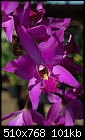 Laelia Lookalike 'Santa Barbara' - deep rich orchid purple-laelia-lookalike-santa-barbara.jpg