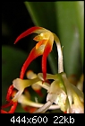 Bulbophyllum flammuliferum-bulbophyllum-flammuliferum-2005-0426-1-s.jpg