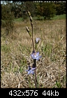Blue Sun Orchid - File 1 of 4 - Thelymitra_holmesii_Tirhatuan061118-0101.jpg (1/1)-thelymitra_holmesii_tirhatuan061118-0101.jpg