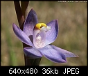 Blue Sun Orchid - File 2 of 4 - Thelymitra_holmesii_Tirhatuan061118-0153.jpg (1/1)-thelymitra_holmesii_tirhatuan061118-0153.jpg