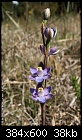 Blue Sun Orchid - File 3 of 4 - Thelymitra_holmesii_Tirhatuan061118-0012.jpg (1/1)-thelymitra_holmesii_tirhatuan061118-0012.jpg