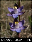 Blue Sun Orchid - File 4 of 4 - Thelymitra_holmesii_Tirhatuan061118-0025.jpg (1/1)-thelymitra_holmesii_tirhatuan061118-0025.jpg