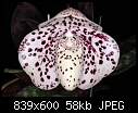 Paph. bellatulum-dsc02012as.jpg