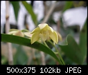 dendrobium adae or gracilicaule?-dendrobium-adae-cf-flower-25-11-2006-12-17-32.jpg