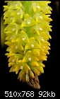 Golden Gate Orchids - Bulbophyllum odoratum - very cool fox-tail like inflorescence-bulbophyllum-odoratum-2.jpg