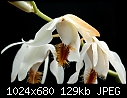 Golden Gate Orchids - Coelogyne barbata - stunning white flower with fimbriate brown lip-coelogyne-barbata-2.jpg