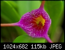 Golden Gate Orchids - Masdevallia glandulosa closeup-masdevallia-glandulosa-golden-gate.jpg