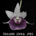 Cochleanthes White Knight-whiteknight.jpg