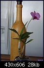 Den Phalaenopsis-den-phalaenopsis-v.compactum834-04036.jpg