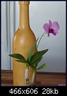 Den Phalaenopsis-den-phalaenopsis-v.compactum834-04037.jpg