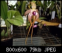 Bulbophyllum echinolabium X 2-bulbophyllum-echinolabium-1.jpg