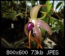 Bulbophyllum echinolabium X 2-bulbophyllum-echinolabium-4.jpg