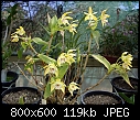 Dendrobium fleckerii X 3-dendrobium-fleckerii-2.jpg
