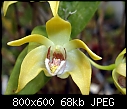 Dendrobium fleckerii X 3-dendrobium-fleckerii-7.jpg