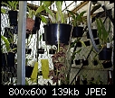 Click image for larger version

Name:	Grammatophyllum stapeliiflorum 1.jpg
Views:	1157
Size:	139.4 KB
ID:	3521