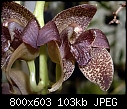 Click image for larger version

Name:	Grammatophyllum stapeliiflorum 8.jpg
Views:	930
Size:	102.8 KB
ID:	3522