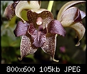 Click image for larger version

Name:	Grammatophyllum stapeliiflorum 7.jpg
Views:	1582
Size:	104.6 KB
ID:	3523