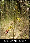 First Tongue-orchid of the year-cryptostylis_subulata_balukwillam061202-1889.jpg