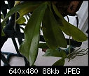 Help!-leaf-6.jpg