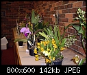-species-benched-orchid-species-society-vic-december-2006-2.jpg