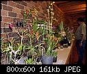Species benched at Orchid Species Society of Vic December 2006 4-species-benched-orchid-species-society-vic-december-2006-4.jpg