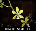 Click image for larger version

Name:	Encyclia mooreana 3.jpg
Views:	877
Size:	50.6 KB
ID:	3617